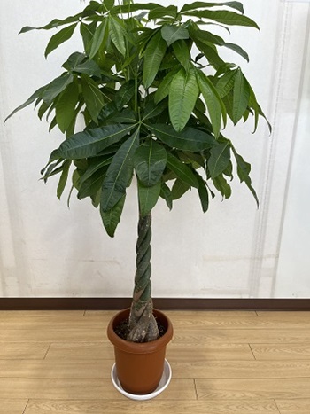 2024.6　観葉植物